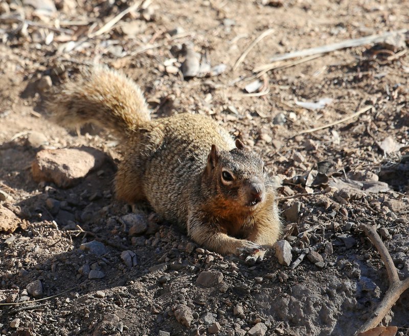 Rock Squirrel, Tucson, AZ, 2-17-14, Jp_8360.JPG