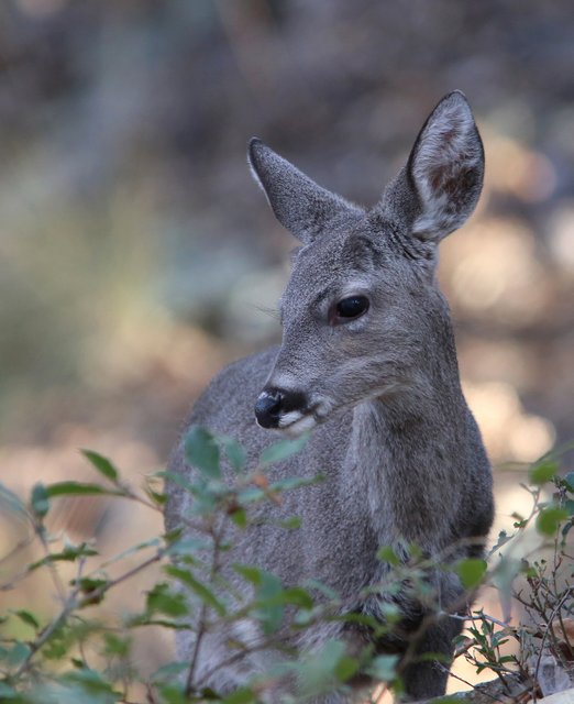 White-tailed Deer button buck - Coues, Sierra Vista, AZ, 2-13-14, Jp_7397.JPG