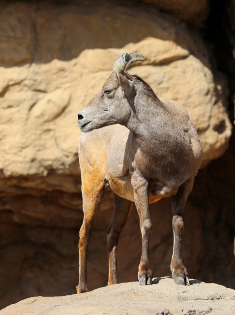 Desert Bighorn ewe, Arizona-Sonora Desert Museum, Tucson, AZ, 2-17-14, Jp_8585.JPG