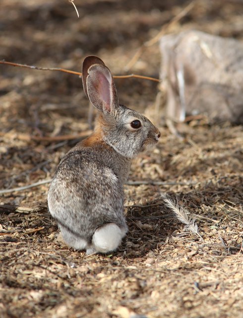 Desert Cottontail, Gilbert Water Park, Gilbert, AZ, 2-19-14, Jp_0213.JPG