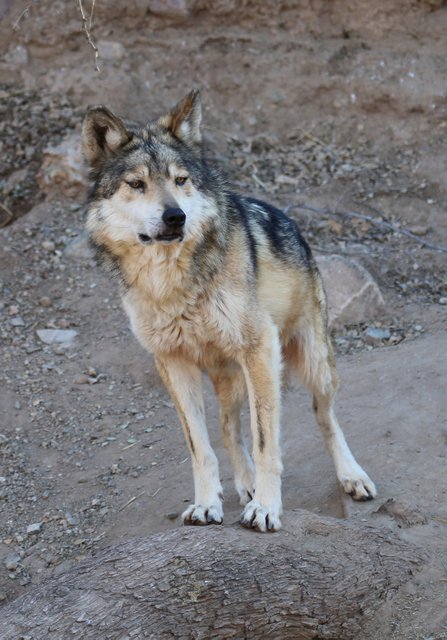 Mexican Gray Wolf, Arizona-Sonora Desert Museum, Tucson, AZ, 2-17-14, Jp_8355.JPG