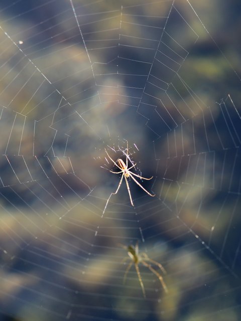 Longjawed Orbweaver, Florida Canyon, AZ, 2-15-14, Jp_7996.JPG