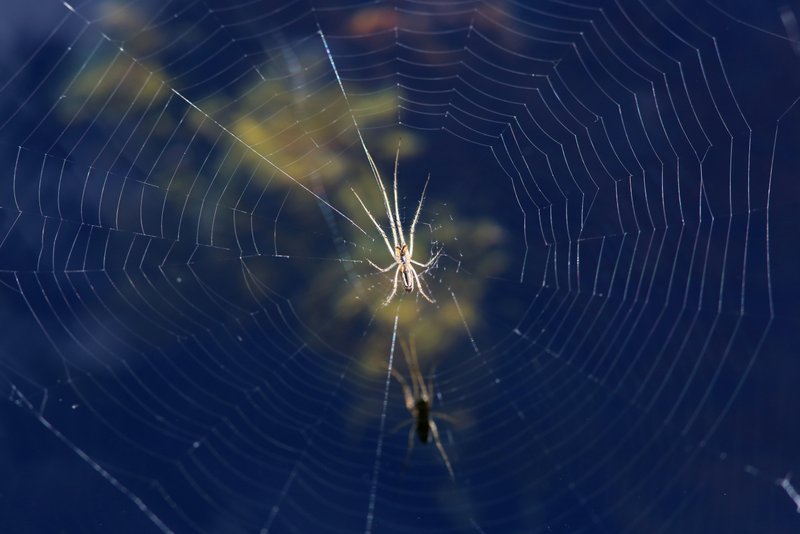 Longjawed Orbweaver, Florida Canyon AZ 2-15-14 Jp_7995.JPG