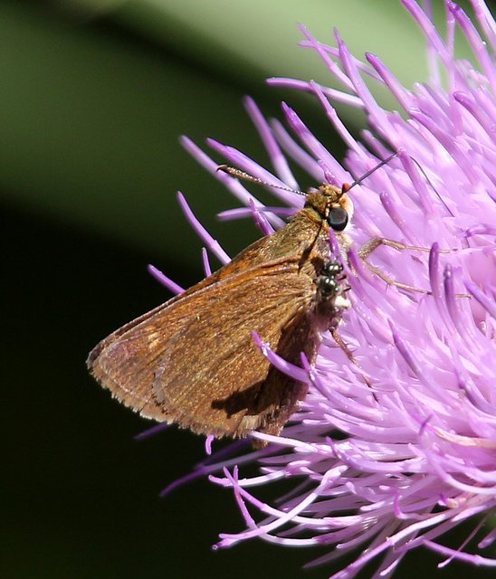Dun Skipper, below Fort Gibson Dam, Cherokee Co, OK, 8-28-14, Jp_17538.JPG