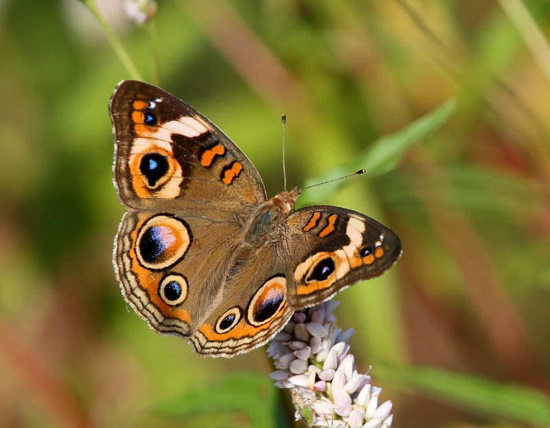 Common Buckeye, Fort Gibson Lake, Cherokee Co, OK, 8-28-14, Jp_17392.JPG