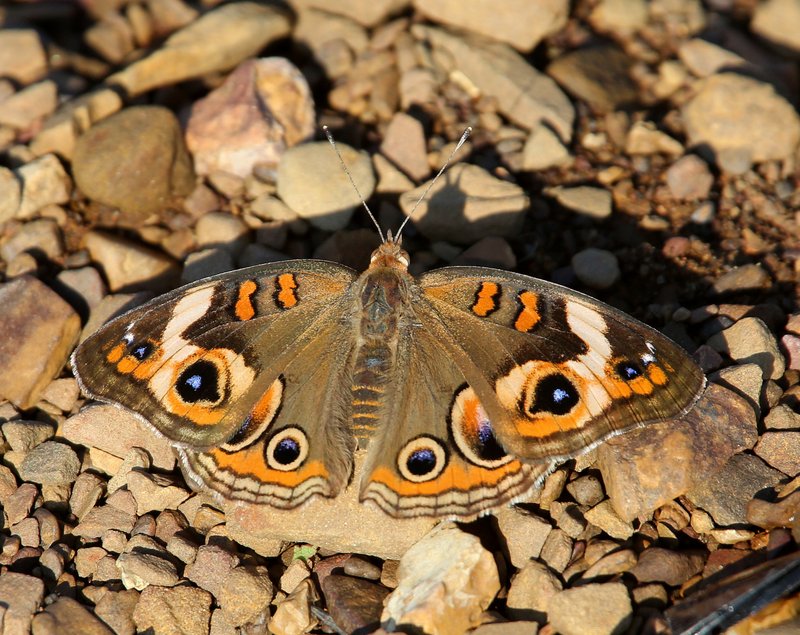 Common Buckeye, Fort Gibson Lake, Cherokee Co, OK, 8-28-14, Jp_17403.JPG