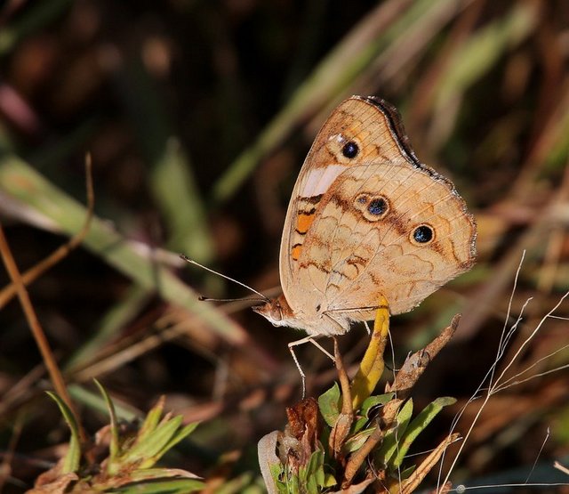 Common Buckeye, Fort Gibson Lake, Cherokee Co, OK, 8-28-14, Jp_17406.JPG