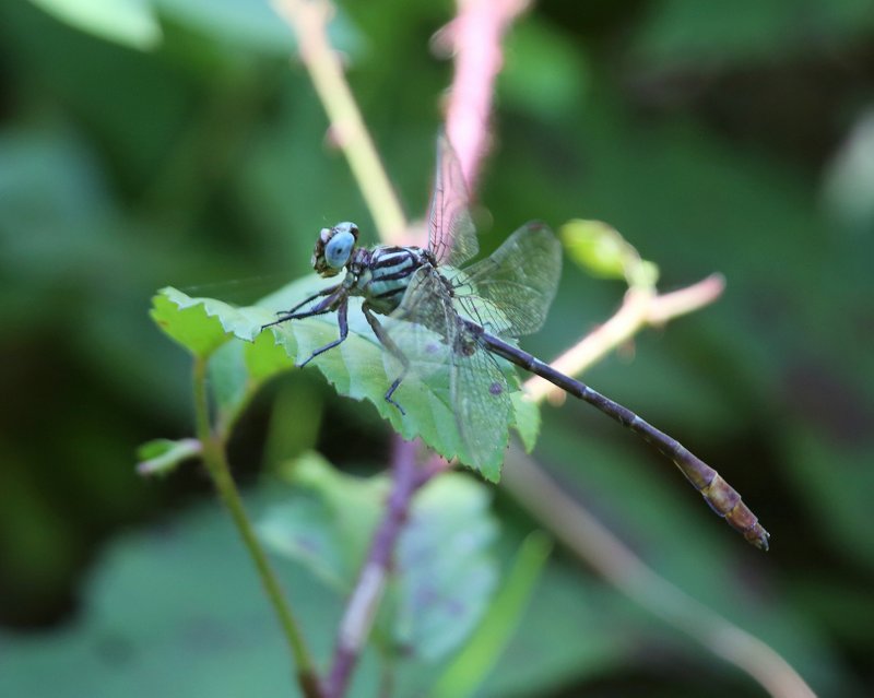 Russet-tipped Clubtail, below Fort Gibson Dam, Cherokee Co, OK, 8-28-14, Jp_17724.JPG