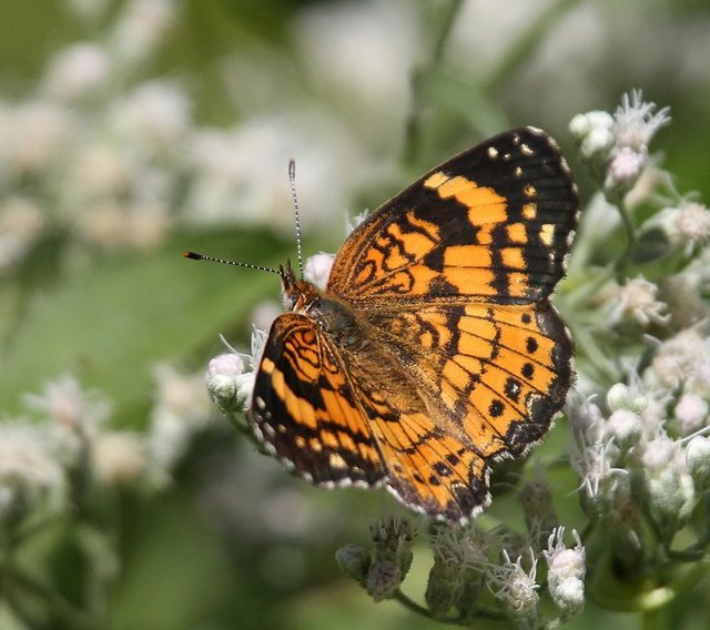 Silvery Checkerspot, below Fort Gibson Dam, Cherokee Co, OK, 8-28-14, Jp_17693.JPG