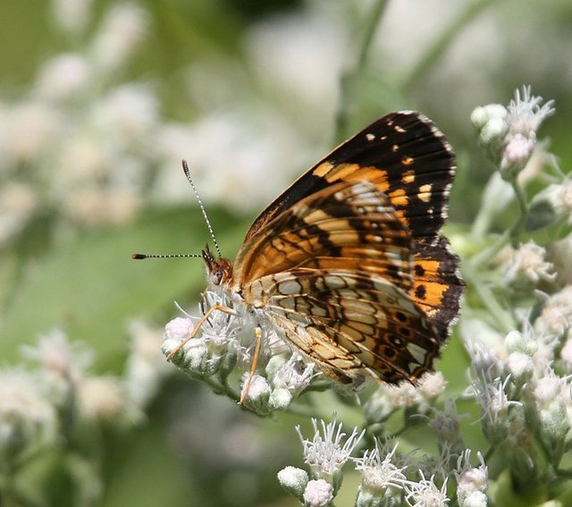 Silvery Checkerspot, below Fort Gibson Dam, Cherokee Co, OK, 8-28-14, Jp_17695.JPG