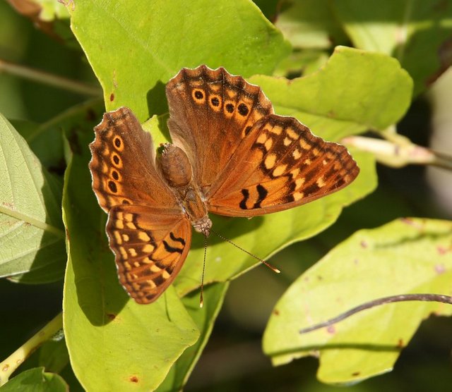 Tawny Emperor, Fort Gibson Lake, Cherokee Co, OK, 8-28-14, Jp_17424.JPG