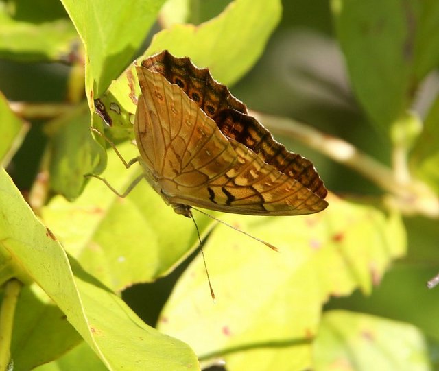 Tawny Emperor, Fort Gibson Lake, Cherokee Co, OK, 8-28-14, Jp_17426.JPG