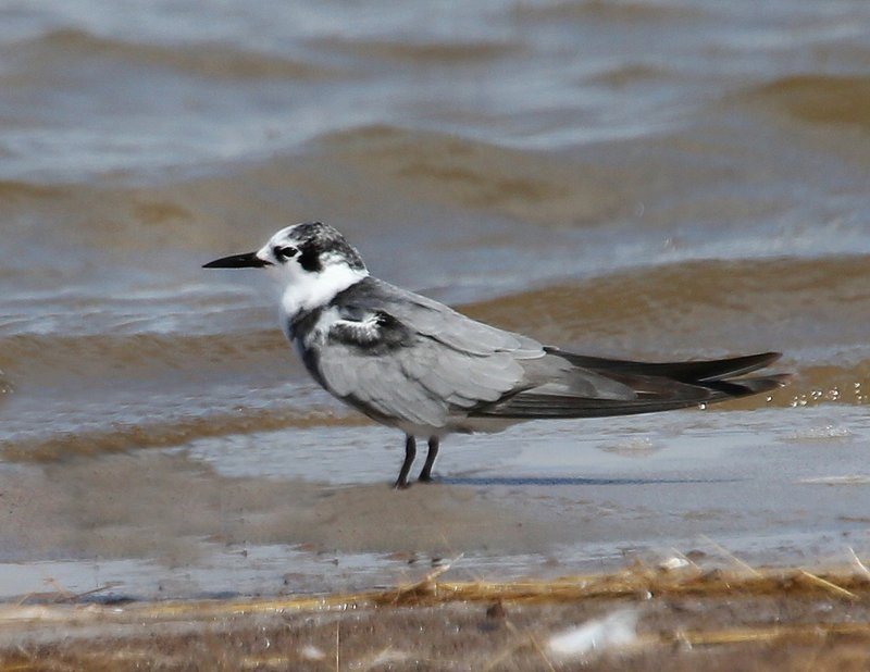 Black Tern nonbreeding, Salt Plains NWR, Alfalfa Co, OK, 9-5-14, Jpp_18217.JPG