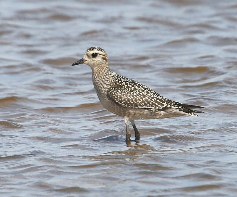 American Golden Plover nonbreedng, Salt Plains NWR, Alfalfa Co, OK, 9-5-14, Jp_18420.JPG