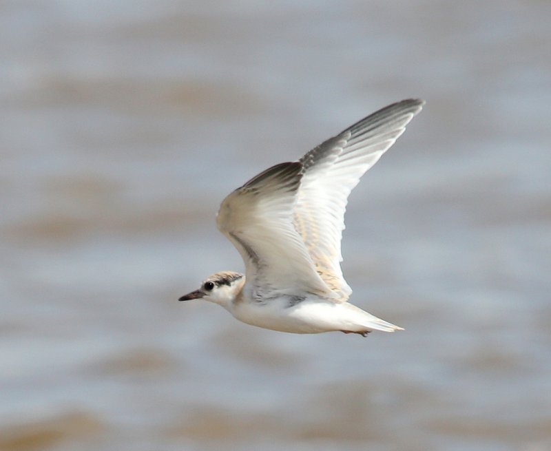 Least Tern juvenile, Salt Plains NWR, Alfalfa Co, OK, 9-5-14, Jp_18227.JPG