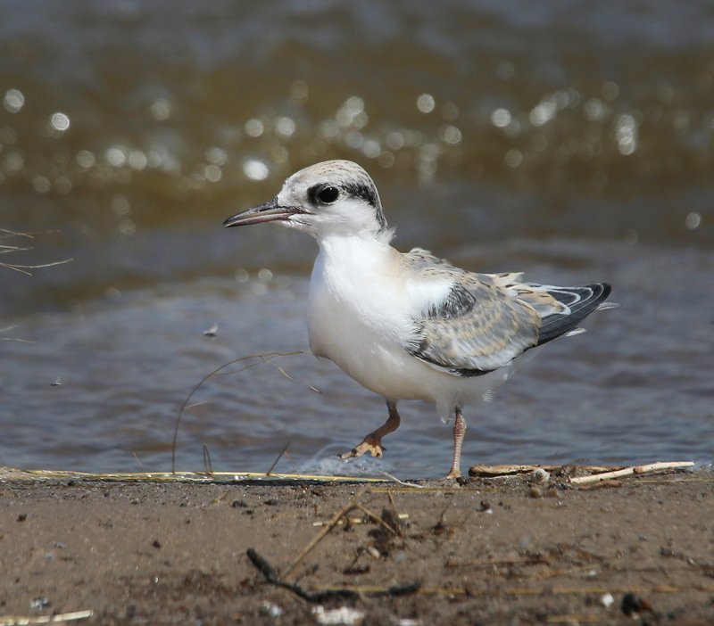 Least Tern - Interior juvenile, Salt Plains NWR, Alfalfa Co, OK, 9-5-14, Jp_18266.JPG