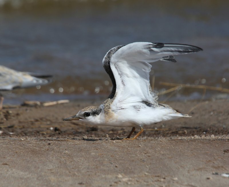 Least Tern - Interior juvenile, Salt Plains NWR, Alfalfa Co, OK, 9-5-14, Jp_18267.JPG