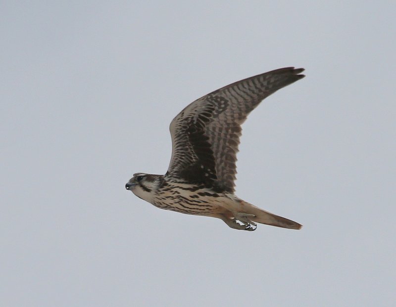 Prairie Falcon juvenile, Salt Plains NWR, Alfalfa Co, OK, 9-5-14, Jp_18003.JPG