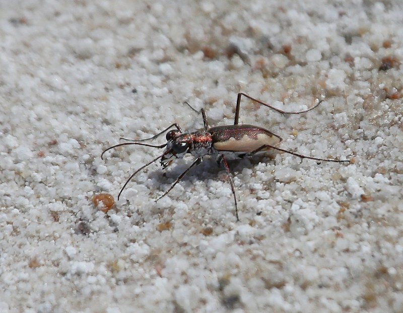 Tiger Beetle, Salt Plains NWR, Alfalfa Co, OK, 9-5-14, Jp_18192.JPG
