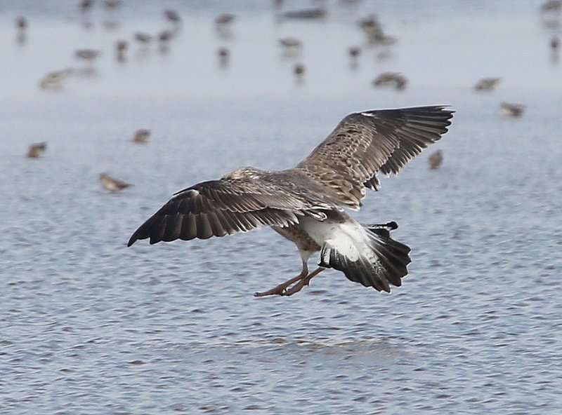 Lesser Black-backed Gull juvenile, Salt Plains NWR, Alfalfa Co, OK, 9-15-14, Jp_19400.JPG