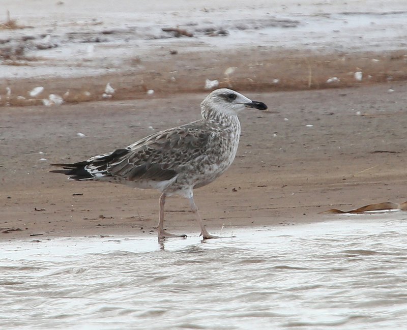 Lesser Black-backed Gull juvenile, Salt Plains NWR, OK, 9-15-14, Jp_19068.JPG