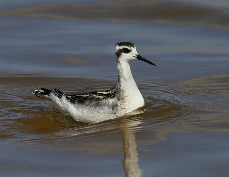 Red-necked Phalarope non-breeding, Salt Plains NWR, OK, 9-15-14, Jpp_18747.JPG