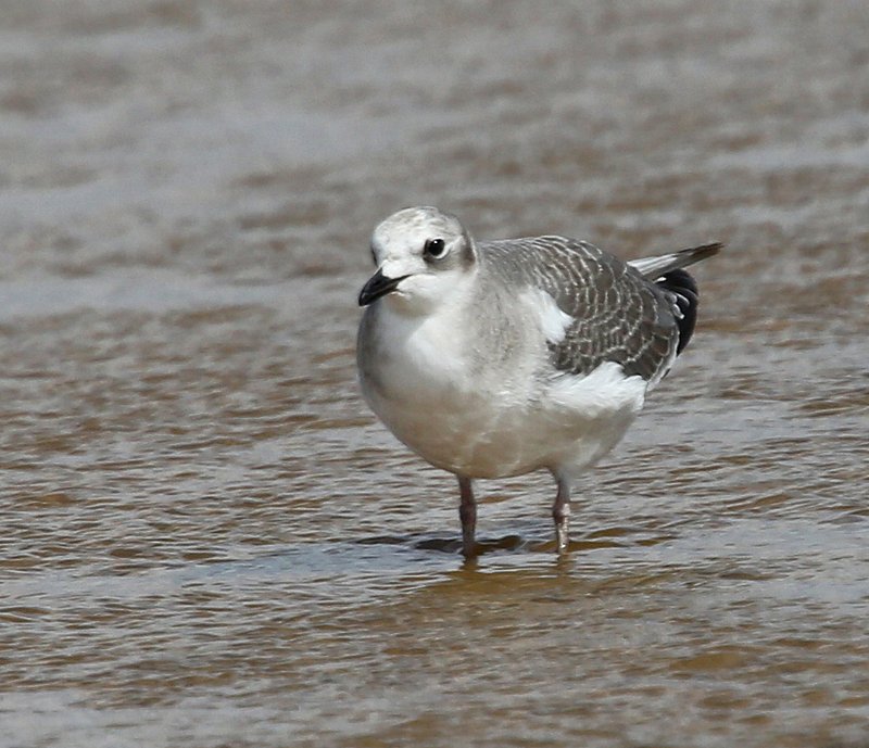 Sabine's Gull juvenile, Salt Plains NWR, Alfalfa Co, OK, 9-15-14, Jp_19000.JPG