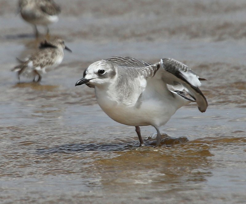 Sabine's Gull juvenile, Salt Plains NWR, Alfalfa Co, OK, 9-15-14, Jp_19004.JPG