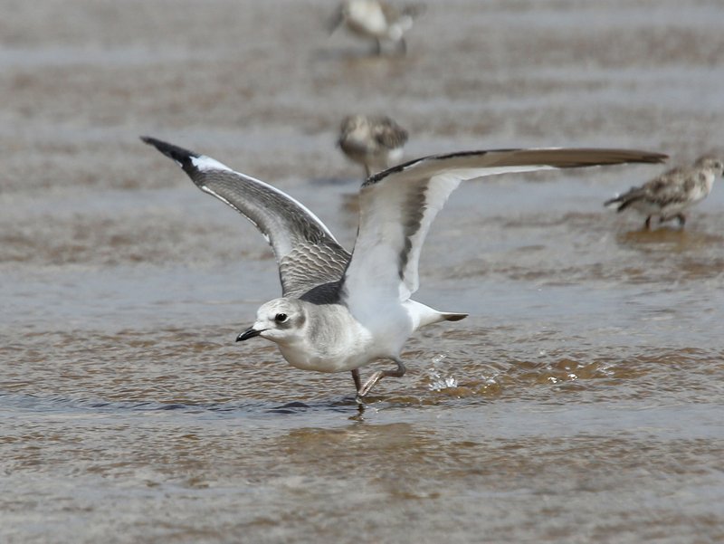 Sabine's Gull juvenile, Salt Plains NWR, Alfalfa Co, OK, 9-15-14, Jp_19005.JPG