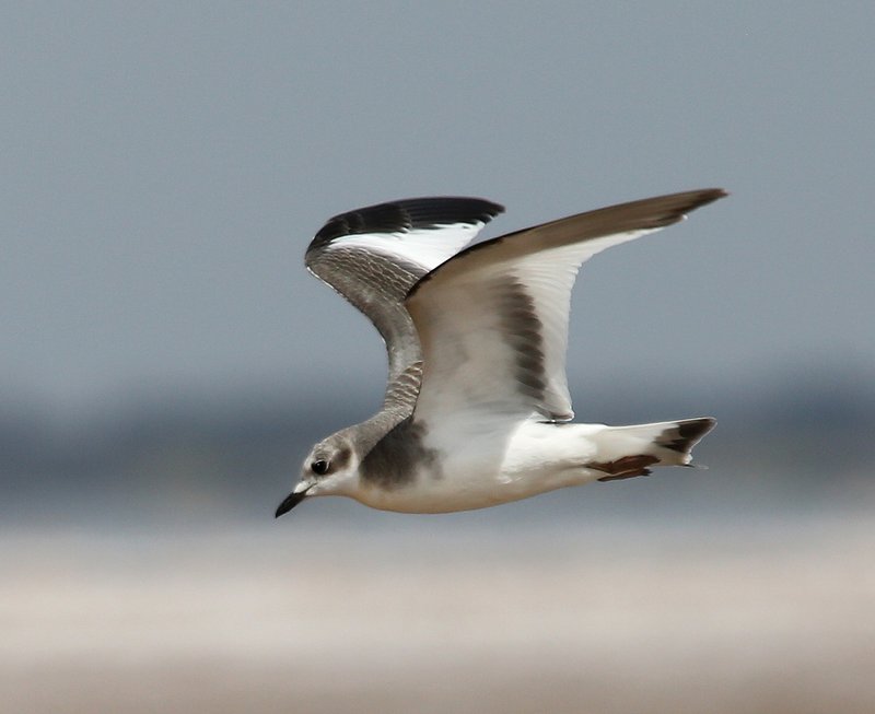 Sabine's Gull juvenile, Salt Plains NWR, Alfalfa Co, OK, 9-15-14, Jp_19012.JPG