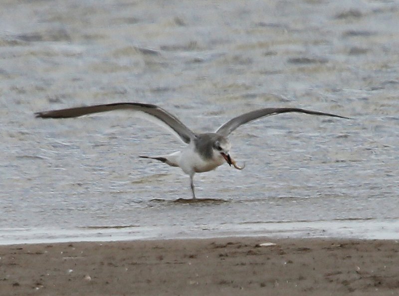Sabine's Gull eating a fish, Salt Plains NWR, Alfalfa Co, OK, 9-15-14, Jp_19019.JPG