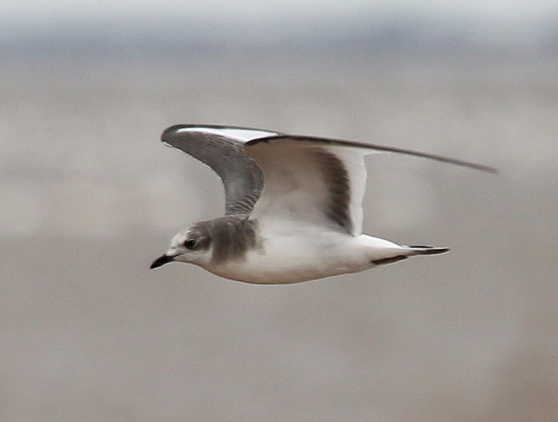 Sabine's Gull juvenile, Salt Plains NWR, Alfalfa Co, OK, 9-15-14, Jp_19234.JPG