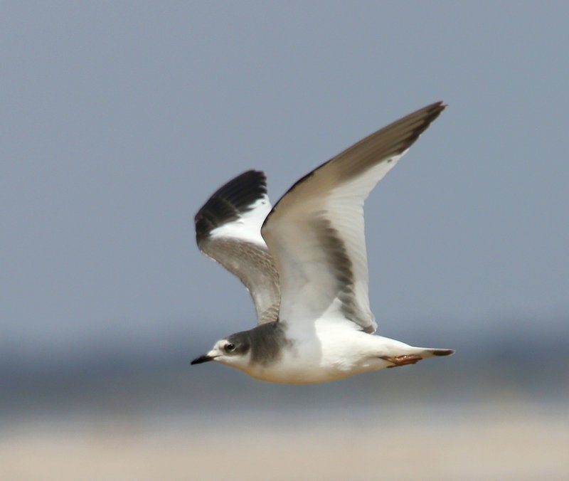 Sabine's Gull juvenile, Salt Plains NWR, Alfalfa Co, OK, 9-15-14, Jpp_19010.JPG
