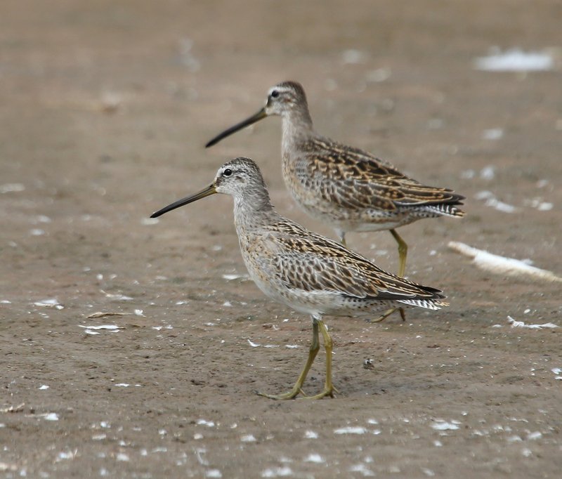 Long-billed Dowitcher back & Short-billed Dowitcher front, Salt Plains NWR, OK, 9-15-14, Jp_19288.JPG