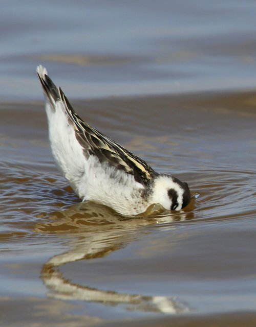 Red-necked Phalarope non-breeding, Salt Plains NWR, OK, 9-15-14, Jpp_18751.JPG