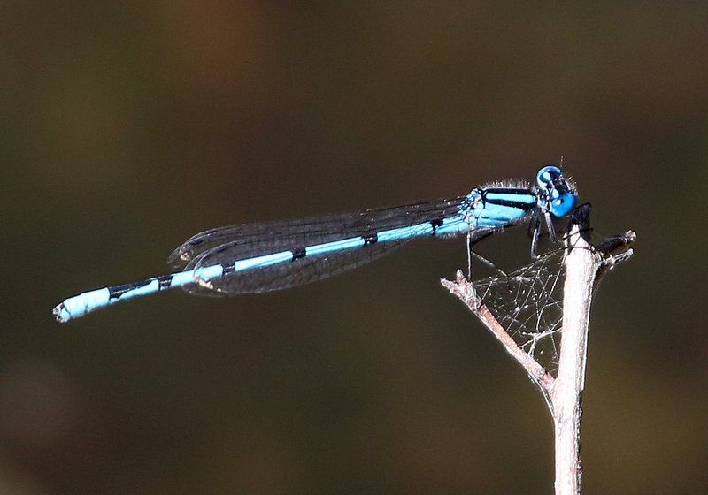Atlantic Bluet male, McGee Creek WMA, OK, 9-24-14, Jpa_20014.JPG