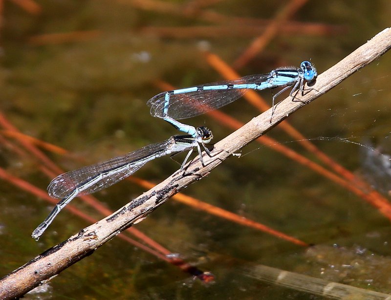 Atlantic Bluet pair, McGee Creek WMA, OK, 9-24-14, Jp_19827.JPG