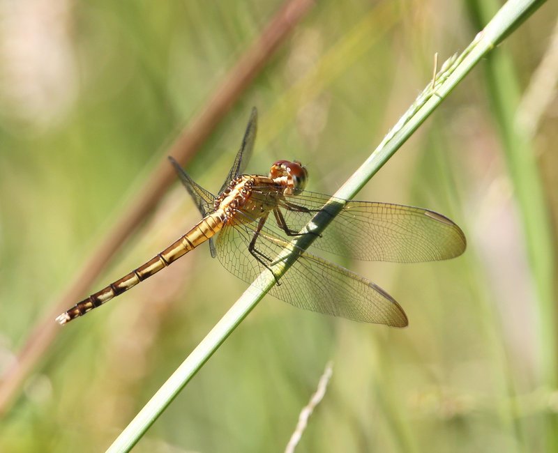 Band-winged Dragonlet female, McGee Creek WMA, OK, 9-24-14, Jp_19500.JPG
