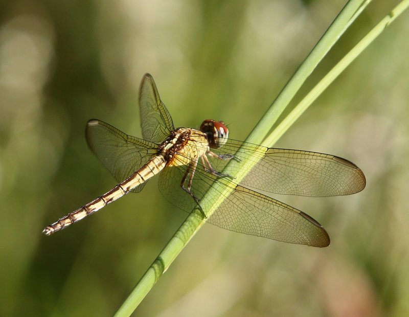 Band-winged Dragonlet female, McGee Creek WMA, OK, 9-24-14, Jp_20344.JPG