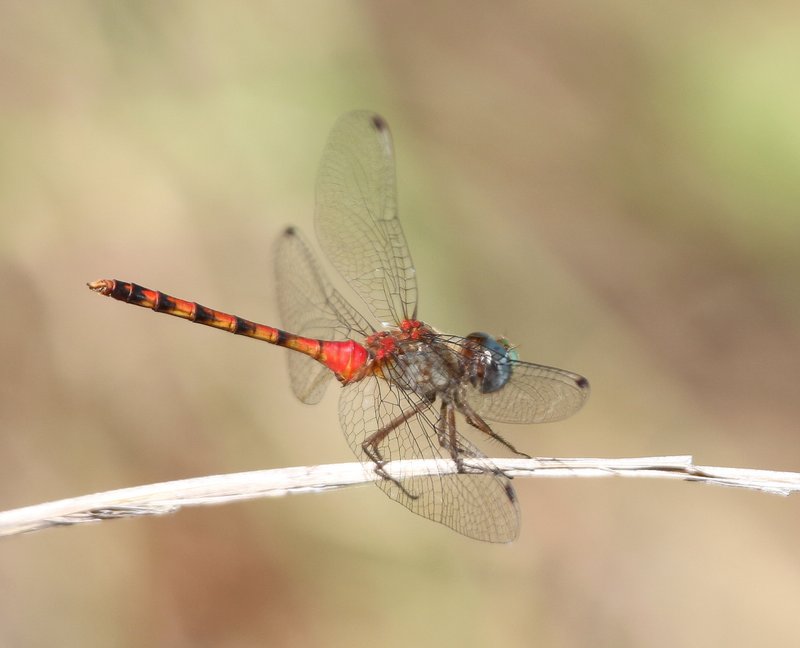 Blue-faced Meadowhawk male, McGee Creek WMA, OK, 9-24-14, Jp_19713.JPG