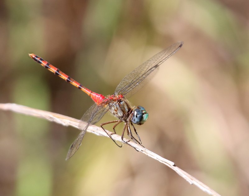 Blue-faced Meadowhawk male, McGee Creek WMA, OK, 9-24-14, Jp_19715.JPG