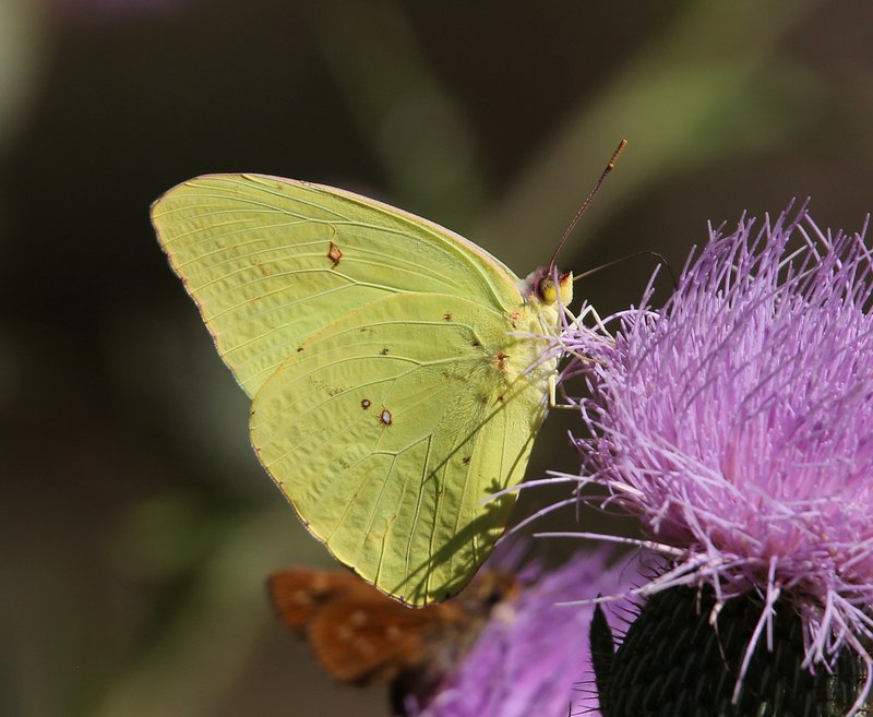 Cloudless Sulphur, McGee Creek WMA, OK, 9-24-14, Jp_20258.JPG