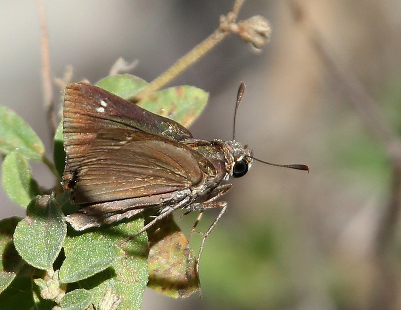 Crossline Skipper, McGee Creek WMA, OK, 9-24-14, Jp_19658.JPG