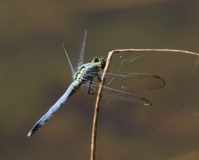 Eastern Pondhawk immature male, McGee Creek WMA, OK, 9-24-14, Jp_19912.JPG