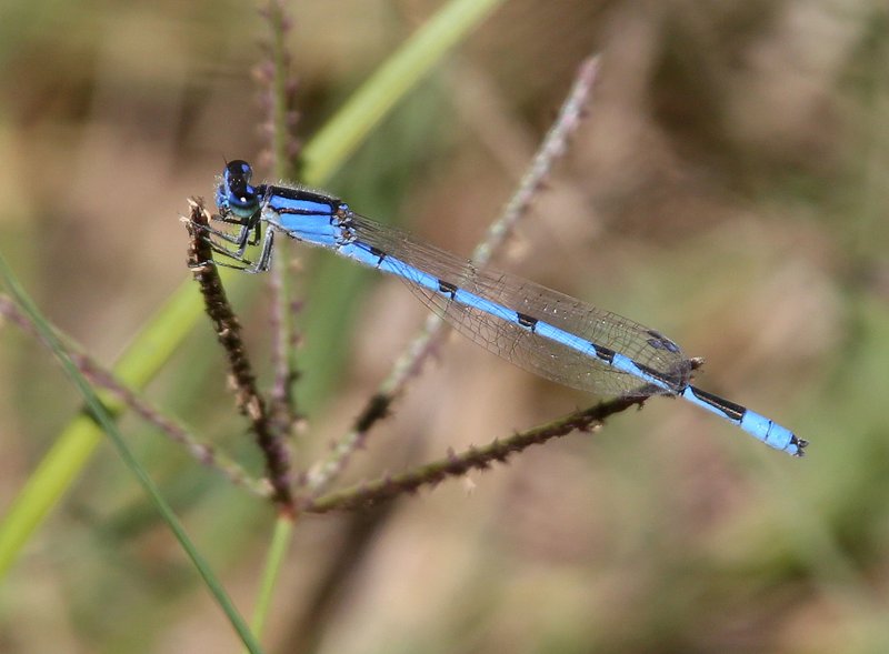 Familiar Bluet male, McGee Creek WMA, OK, 9-24-14, Jp_19522.JPG