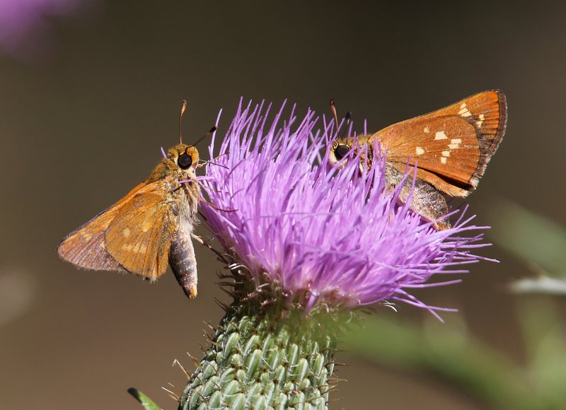 Leonard's Skipper, McGee Creek WMA, OK, 9-24-14, Jp_20248.JPG