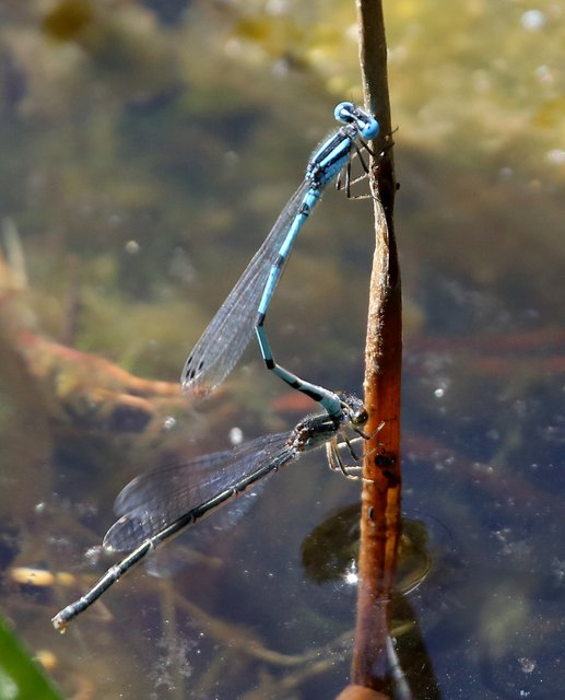 Atlantic Bluet pair, McGee Creek WMA, OK, 9-24-14, Jp_19963.JPG