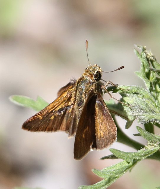 Crossline Skipper, McGee Creek WMA, OK, 9-24-14, Jp_19703.JPG