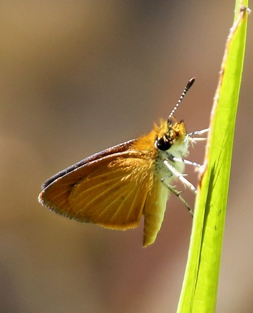 Least Skipper, McGee Creek WMA, OK, 9-24-14, Jp_20033.JPG