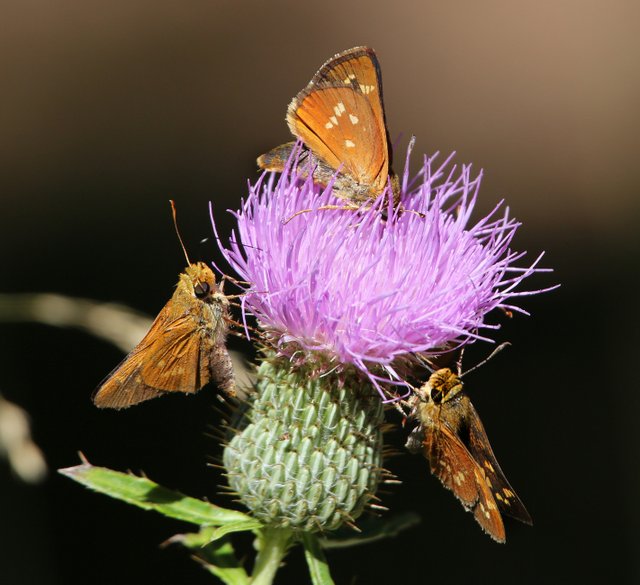 Leonard's Skipper, McGee Creek WMA, OK, 9-24-14, Jp_20225.JPG